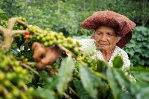 Igloo Protects Southeast Asia’s Multi-Billion Dollar Coffee Industry With Innovative Weather Insurance For Farmers