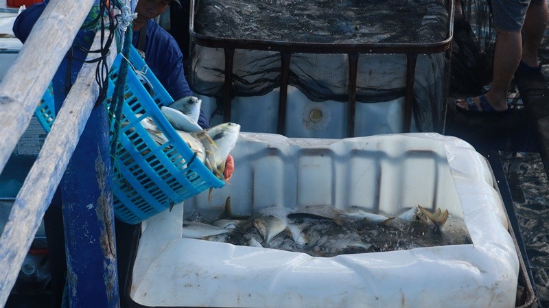 Fishta Seafood Elevates Philippine Seafood Standards, Anchored By Santeh Feeds Corporation’s 35-Year Legacy Of Aquaculture Excellence